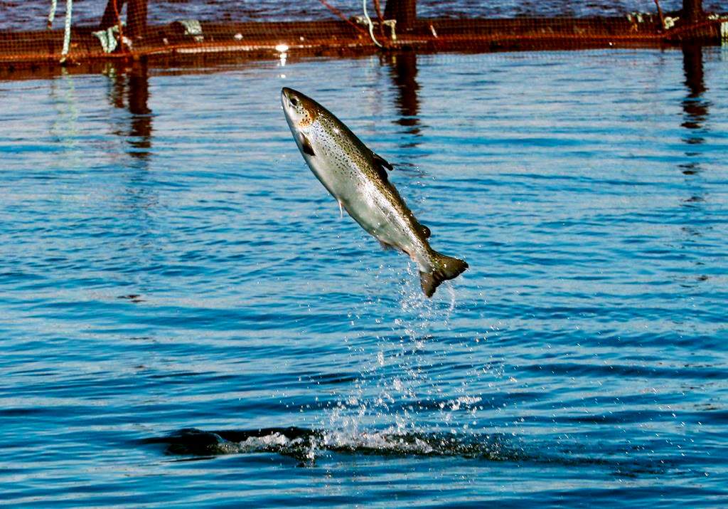 In this Oct. 12, 2008 file photo, an Atlantic salmon leaps while swimming inside a farm pen near Eastport, Maine.