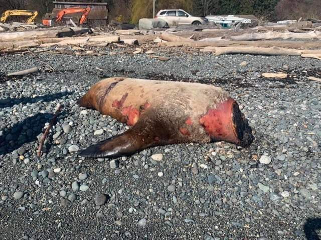 A decapitated sea lion seen on a Vancouver Island beach this spring.