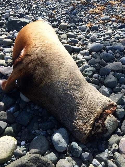 A decapitated sea lion seen on a Vancouver Island beach this spring.