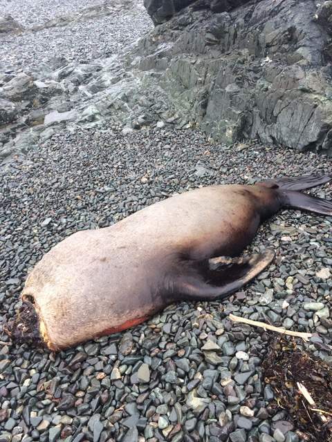 A decapitated sea lion seen on a Vancouver Island beach this spring.