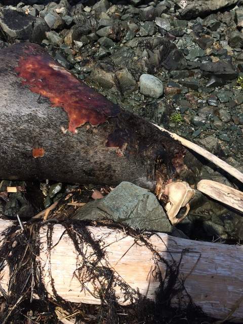 A decapitated sea lion seen on a Vancouver Island beach this spring.