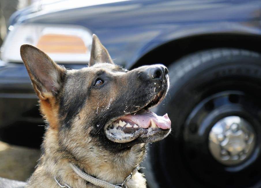 Saint John police K-9 officer Diesel helped to arrest a man after an attempted break-in.