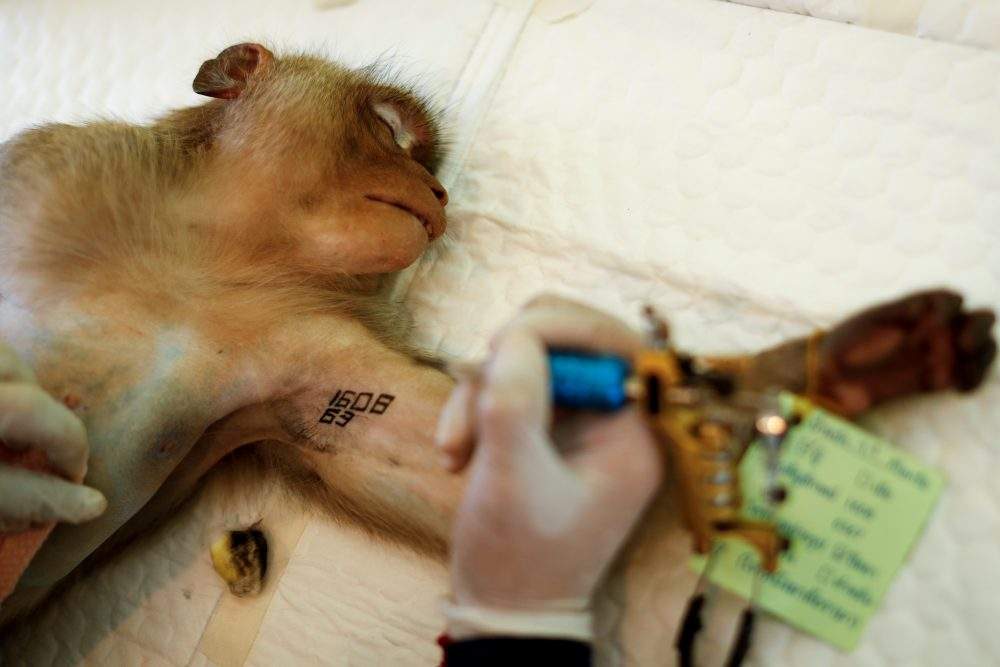 Department of National Parks personnel makes an identification tattoo on a monkey’s arm before a sterilization procedure due to the increase of the macaques population in the urban area and the tourist spots of the city of Lopburi, in Thailand June 22, 2020.