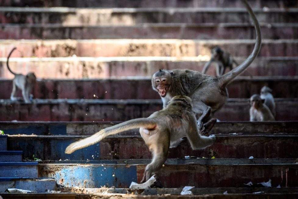 Longtail macaques fight in an abandoned building in the town of Lopburi, some 155 kilometres north of Bangkok, on June 21, 2020.