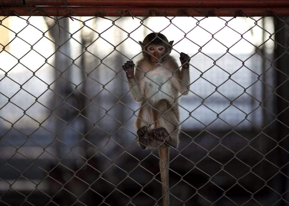 A captured monkey inside a cage at the Monkey Hospital in Lopburi province, Thailand, June 21, 2020.