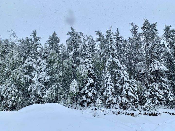 The northwestern Ontario township lost electricity for much of the day Thursday and saw several fallen trees after a June snowstorm. 