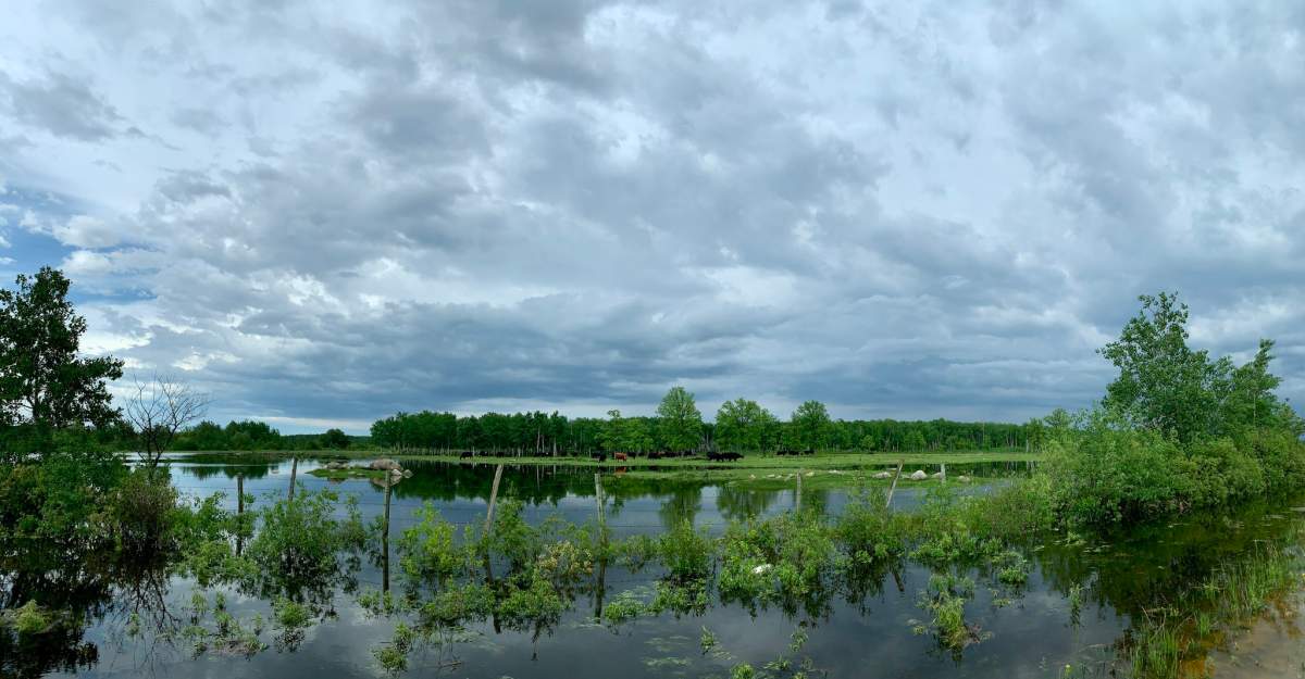 A drenched field just south of Vita.