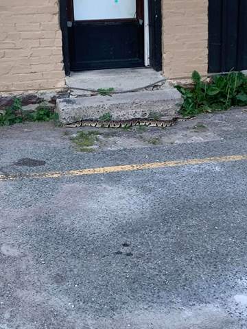 The snake was found outside a residence on George Street.
