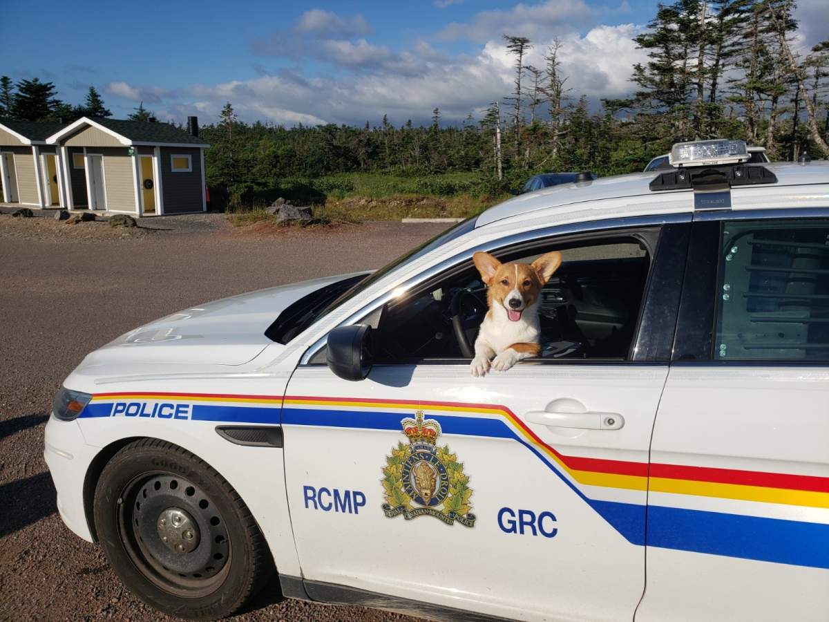 Corgi poses for a photo. 