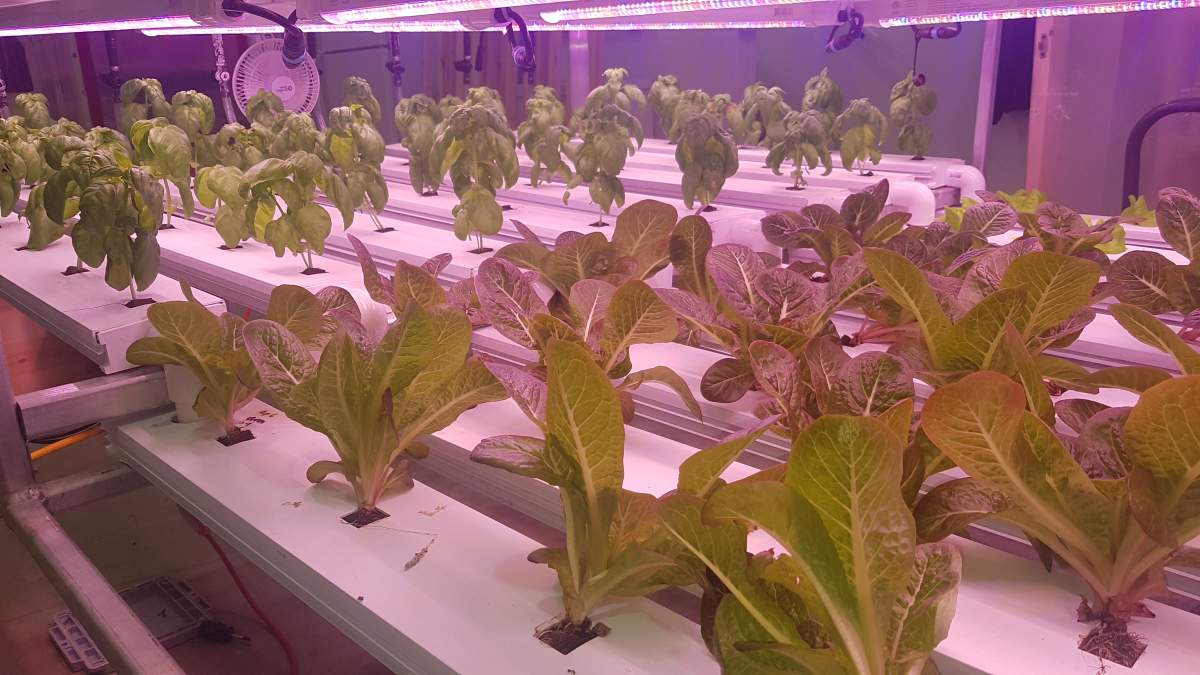 Image of produce being grown inside a c-can.