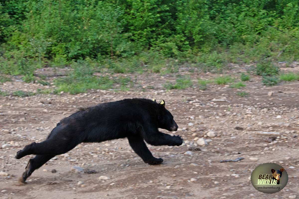 London being set free in northern Ontario on Wednesday.
