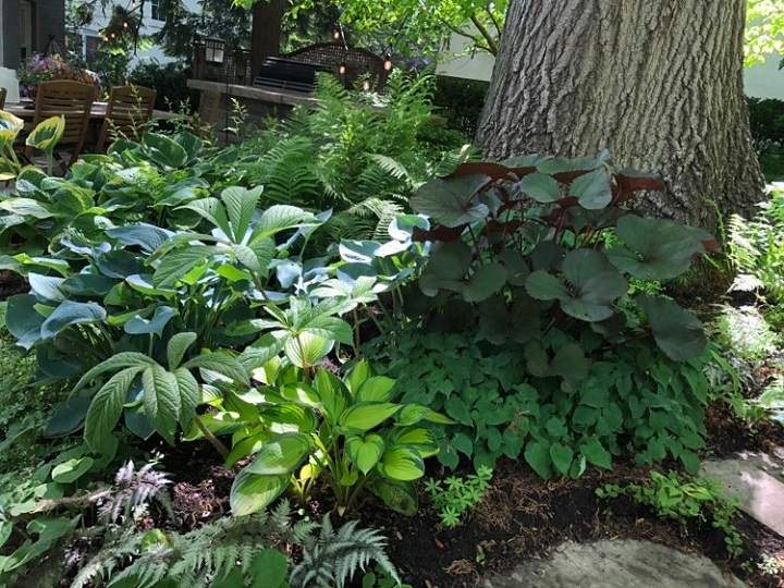 Backyard Oasis
