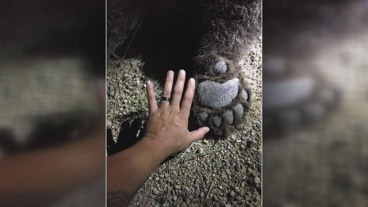 Lakeland and District Fire Department were called to collision between a vehicle and a bear on Wednesday.