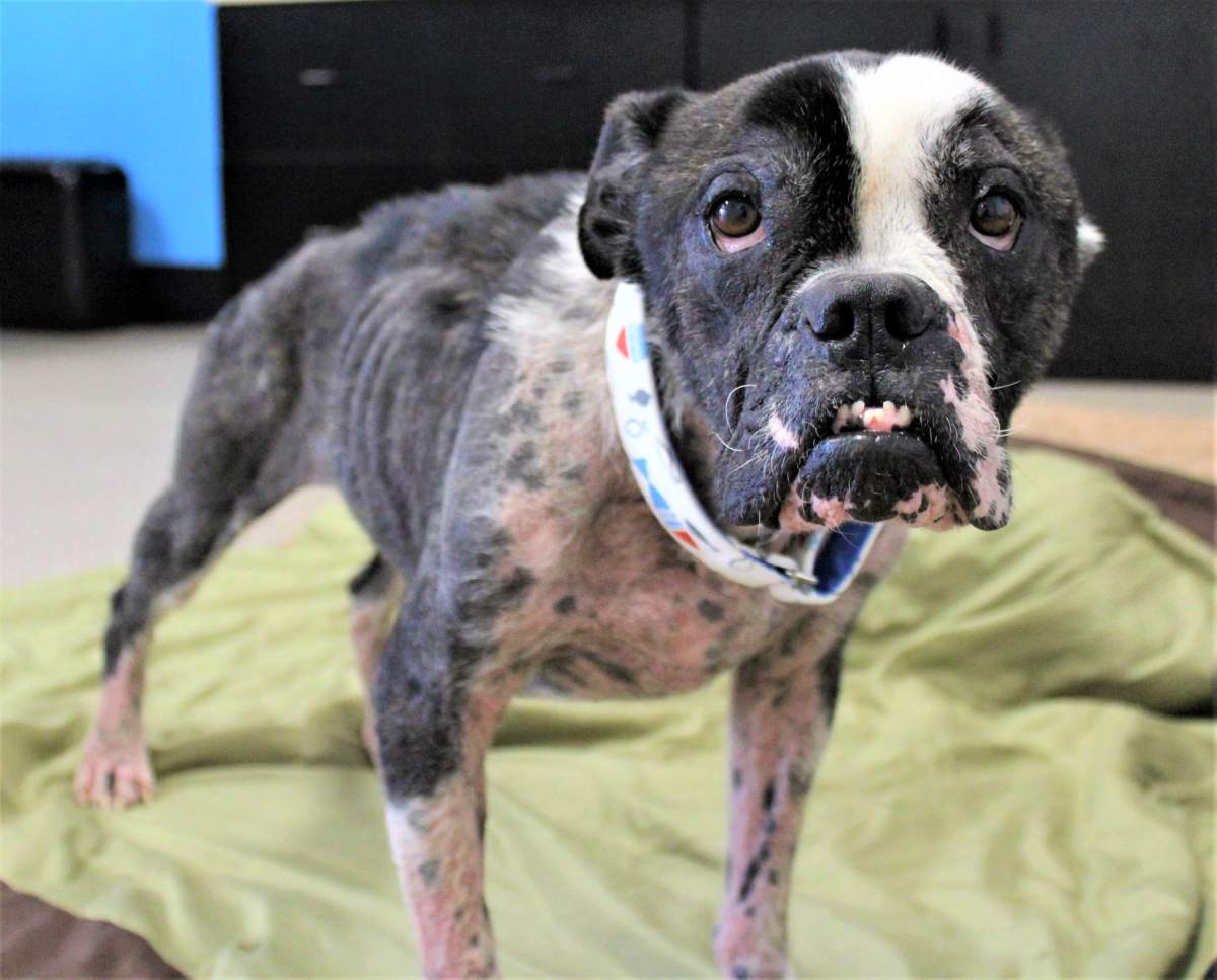 The SPCA says Bilbo Waggins was found malnourished and half the size he is supposed to be
