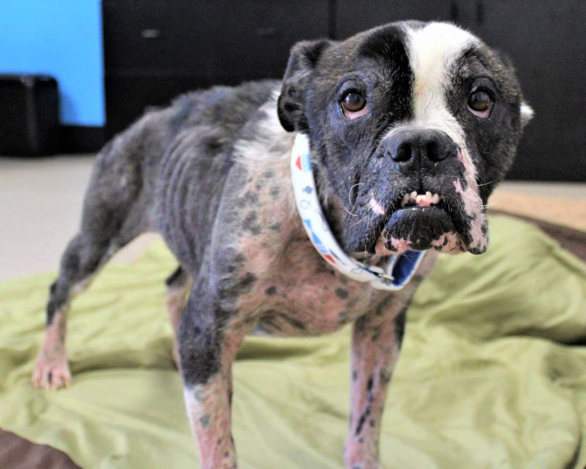 The SPCA says Bilbo was found malnourished and half the size he is supposed to be. 