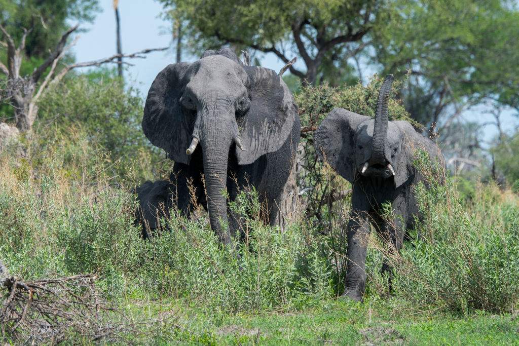 Saskatoon's animal control bylaw doesn't have a cap on the number of pets you can have in a home, but it specifically states that you can't have an elephant.