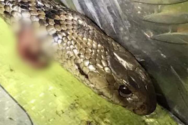 A dead brown snake is shown in the back of a vehicle in Queensland, Australia, on June 15, 2020.