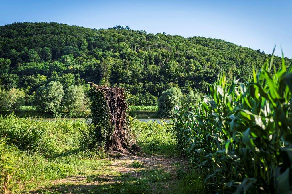 The charred remains of a tree trunk that once acted as a plinth to a wooden statue of Melania Trump are shown on July 7, 2020.