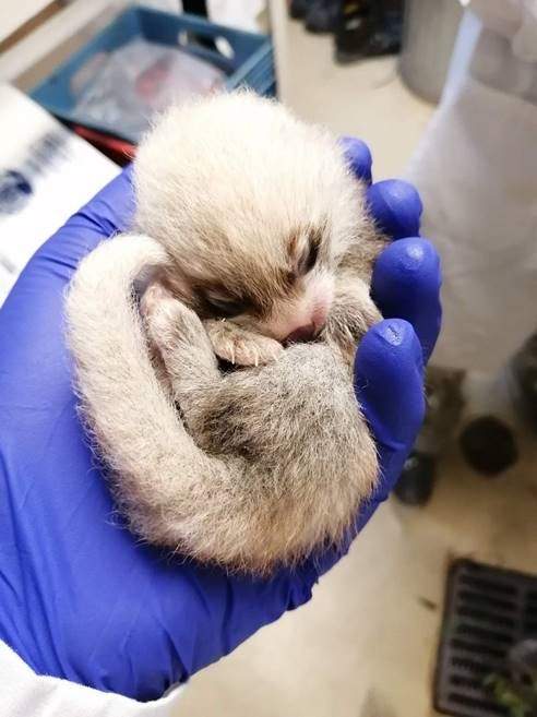 A female red panda cub is seen at The Toronto Zoo.