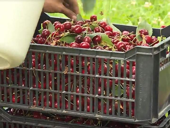The Canadian government has announced an investment of more than $700,000 into B.C.'s fruit sector.