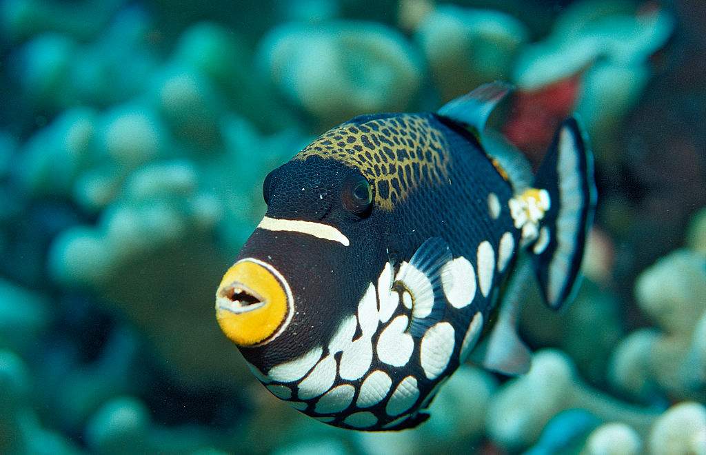 A clown triggerfish, Balistoides conspicillum, is shown in Indonesia.