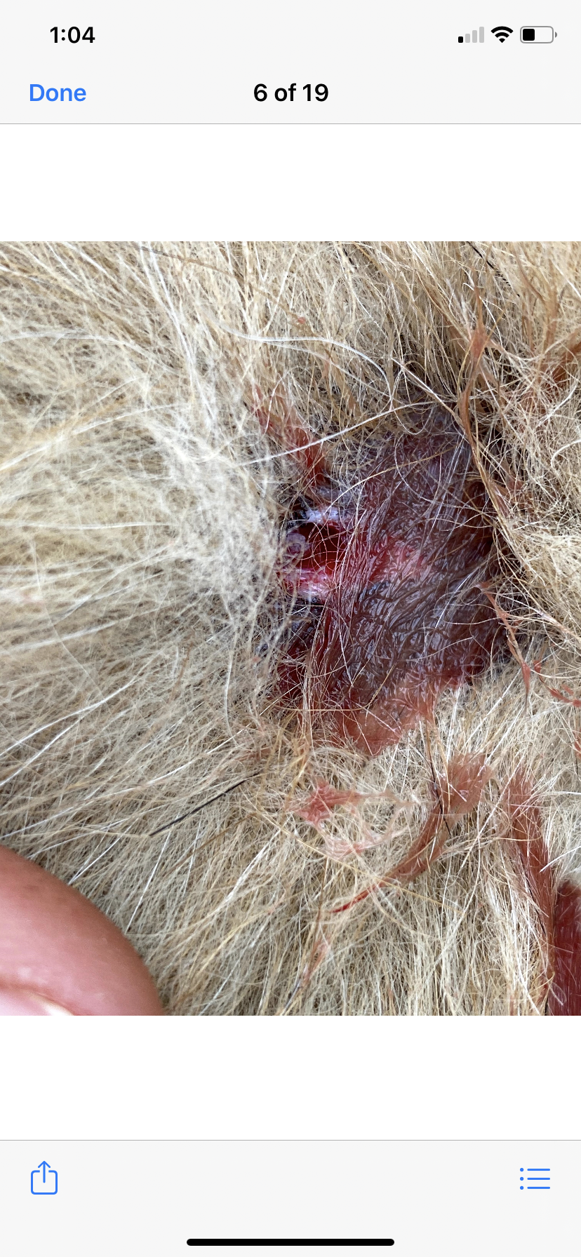 A look at one of the bites a dog received after being attacked by coyotes in Kelowna last week.