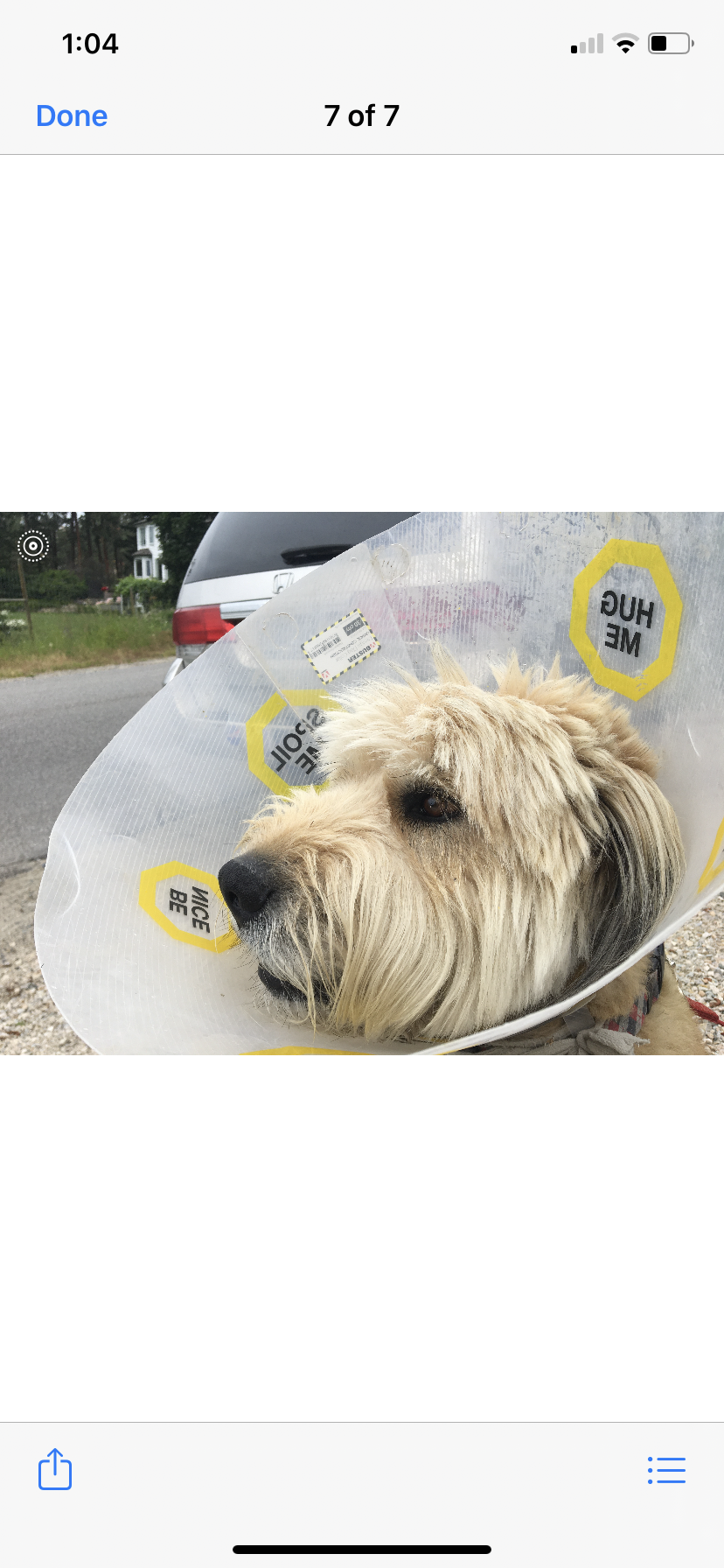 Henry a six-year-old Bouvier rescue dog, is still recovering from a coyote attack that took place in Kelowna last week.
