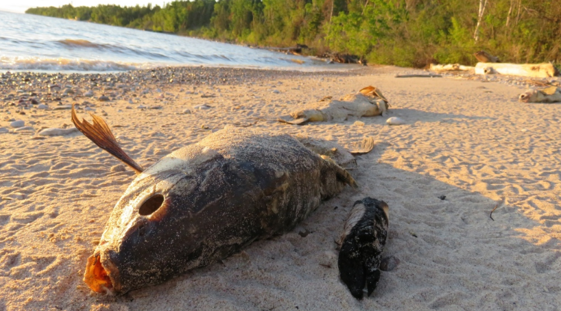 Dead carp on the shores of Lake Winnipeg.