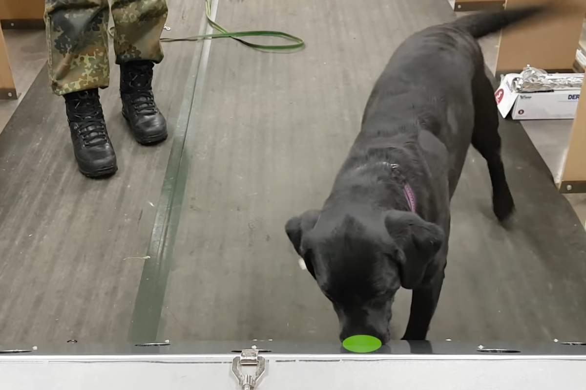 German military dogs are being trained to sniff out COVID-19 in human samples at the University of Veterinary Medicine Hannover.