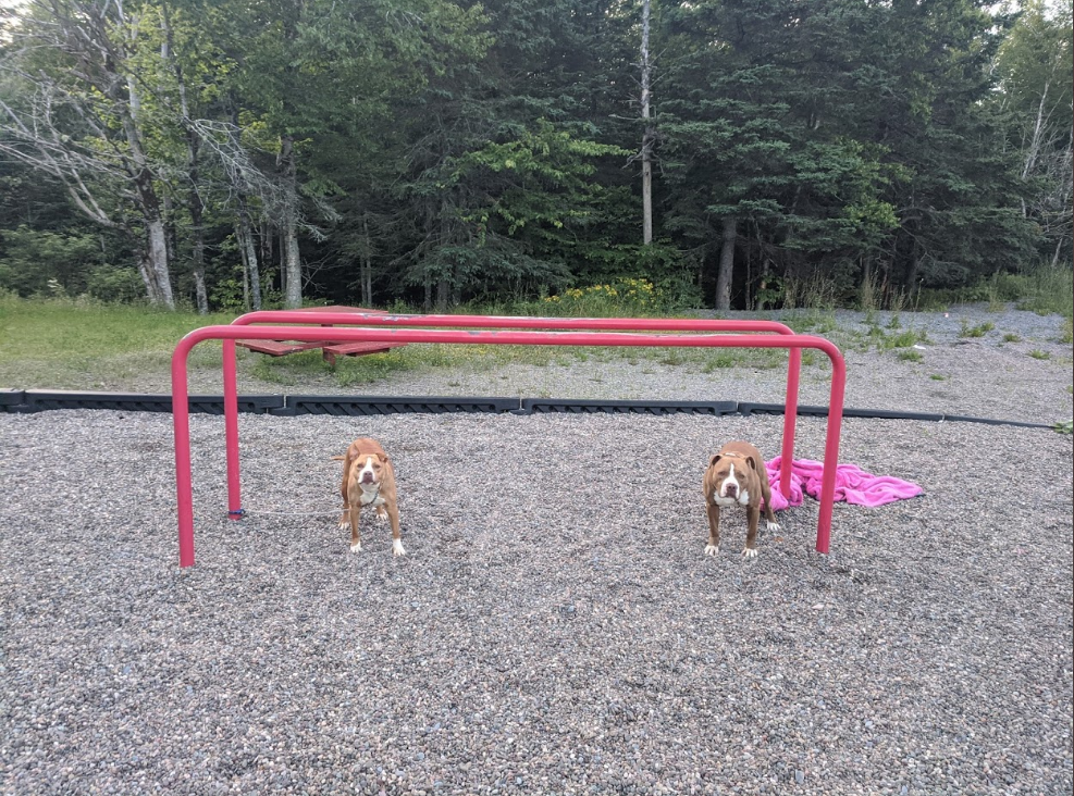 Both dogs are doing well.