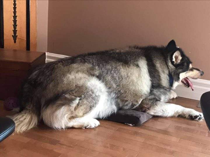 Woody was discovered adandoned in a muddy creek in Coaldale, AB last month.