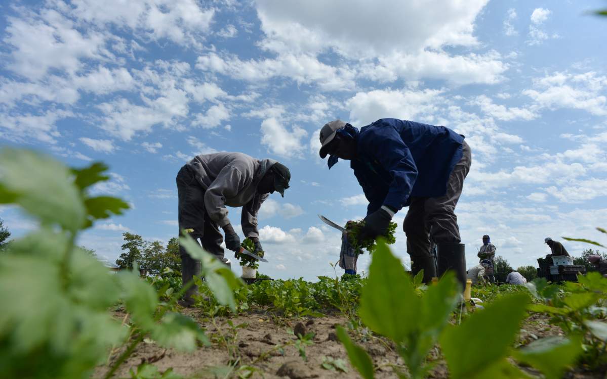 temporary foreign workers agriculture farm work