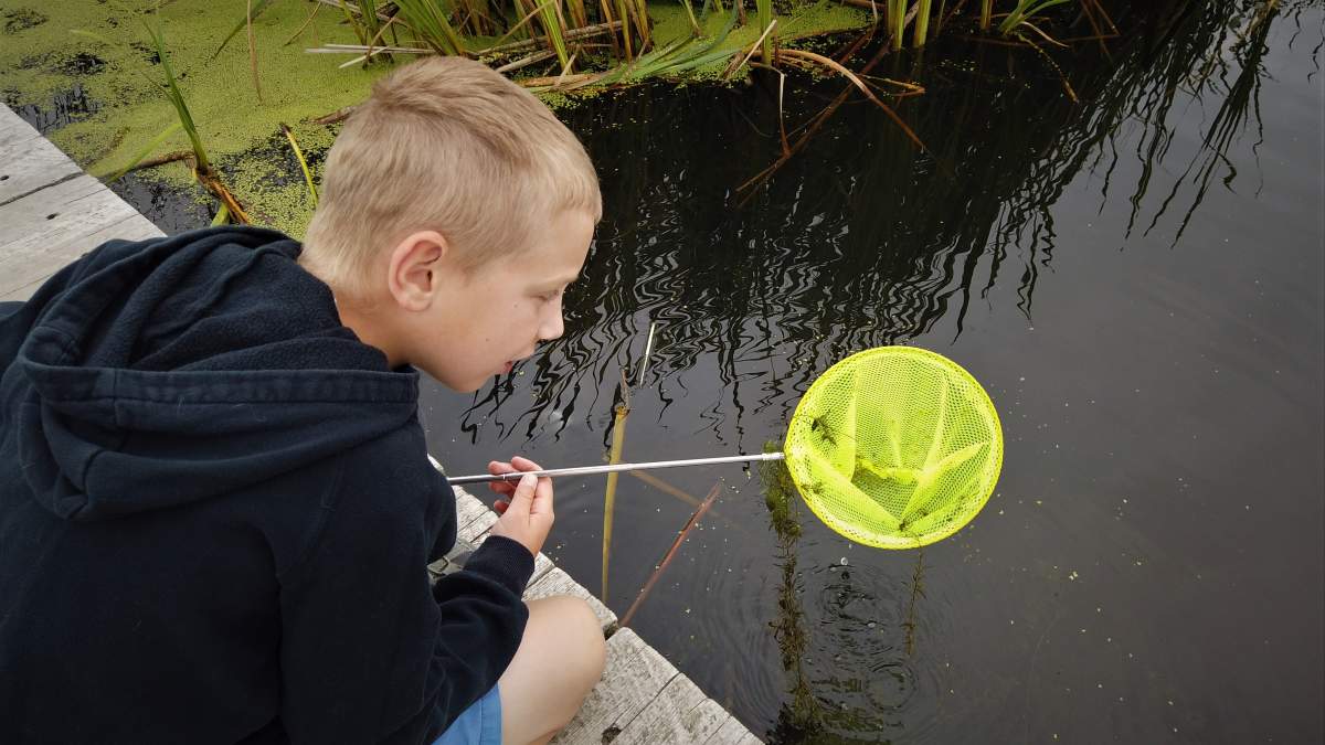 Graham Chernick goes pond-dipping at McKell Wascana Conservation Park in Regina on July 29, 2020