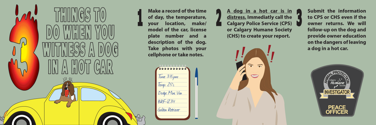 ‘Animals are safer left at home’: What to do if you see a dog in a hot car in Calgary - image