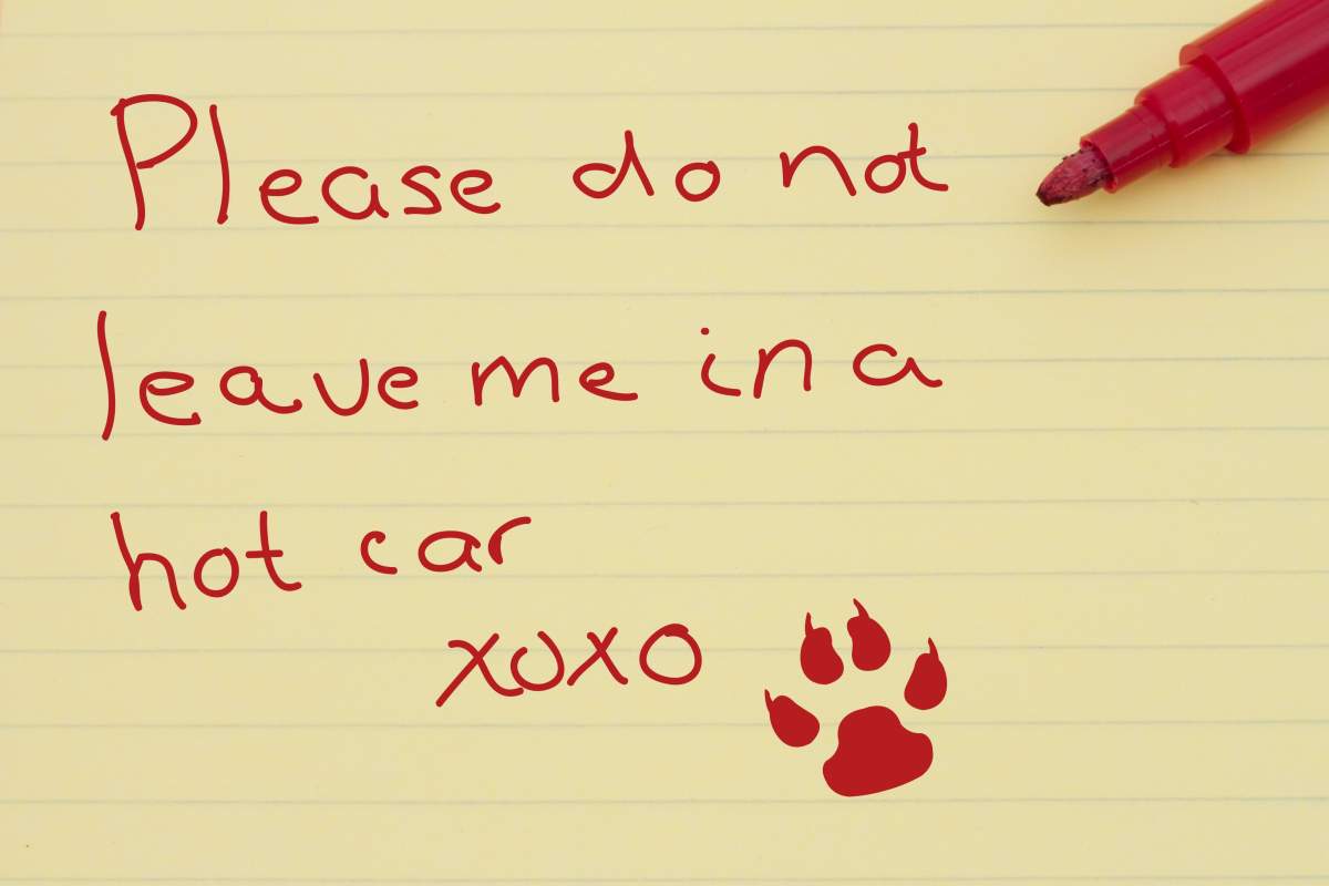 Police and the BC SPCA say it is just better to leave your pets at home.