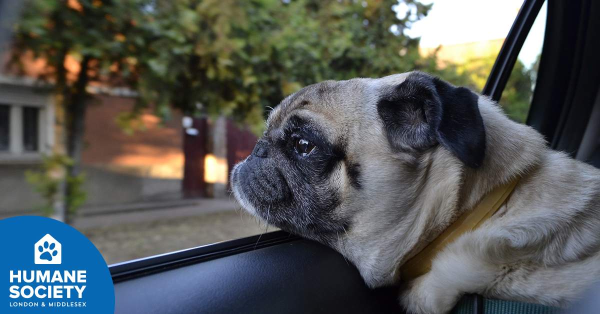 The local humane society is reminding the public of the dangers of leaving pets in vehicles. 