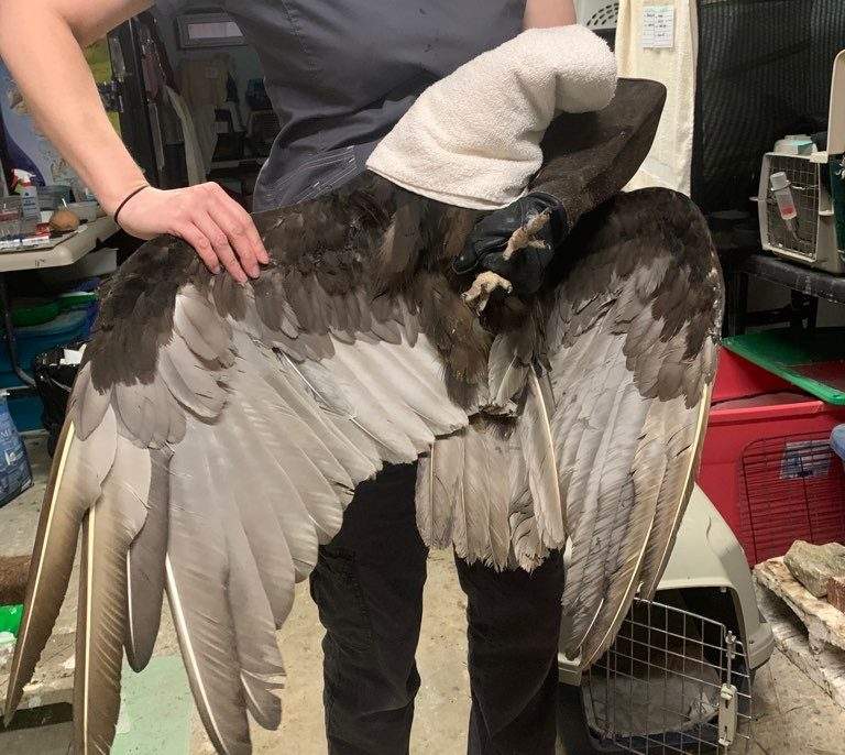 This turkey vulture was found on the side of the road with a “badly broken wing”.