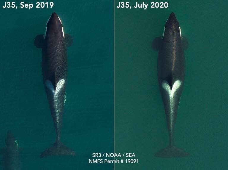 These photos compare body condition of J35 in September 2019 and in July 2020. The wider profile at mid-body indicates she is pregnant. (SR3 SeaLife Response, Rehab and Research and NOAA’s Southwest Fisheries Science Center in 2019 and SR3 and Southall Environmental Associates in 2020; both collected under NMFS research permit 19091)