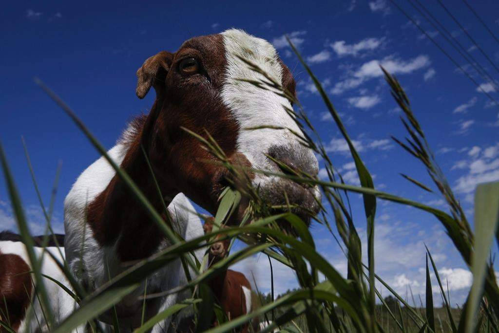 A herd of goats munch on grass and weeds at Confluence Park in Calgary on June 21, 2016.