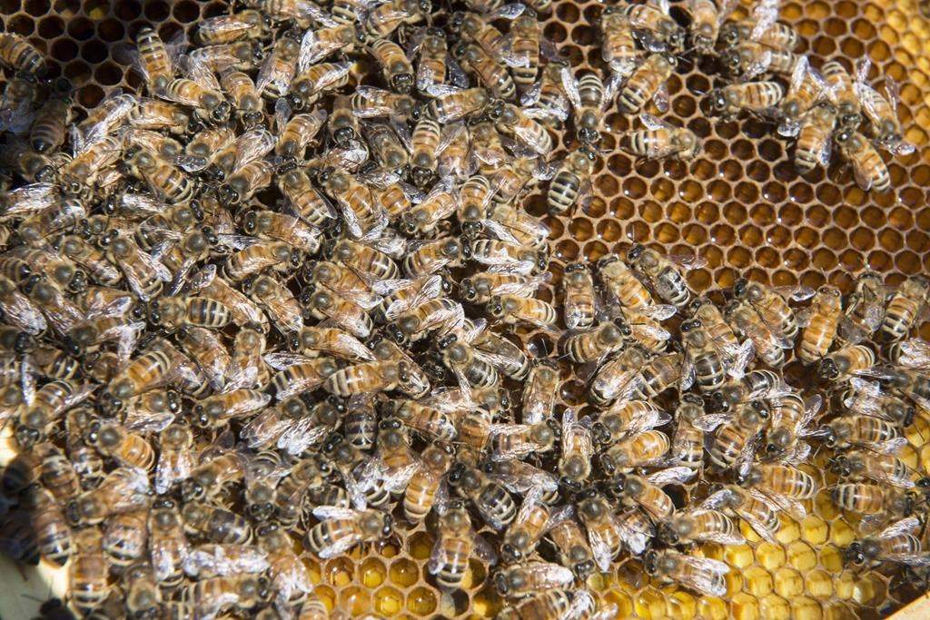 bees are seen clustered on a honeycomb