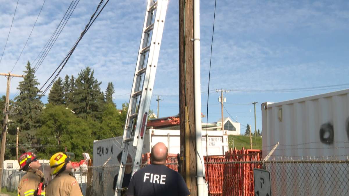 A cat caught at the top of a pole in northeast Calgary on Friday, July 3, 2020.