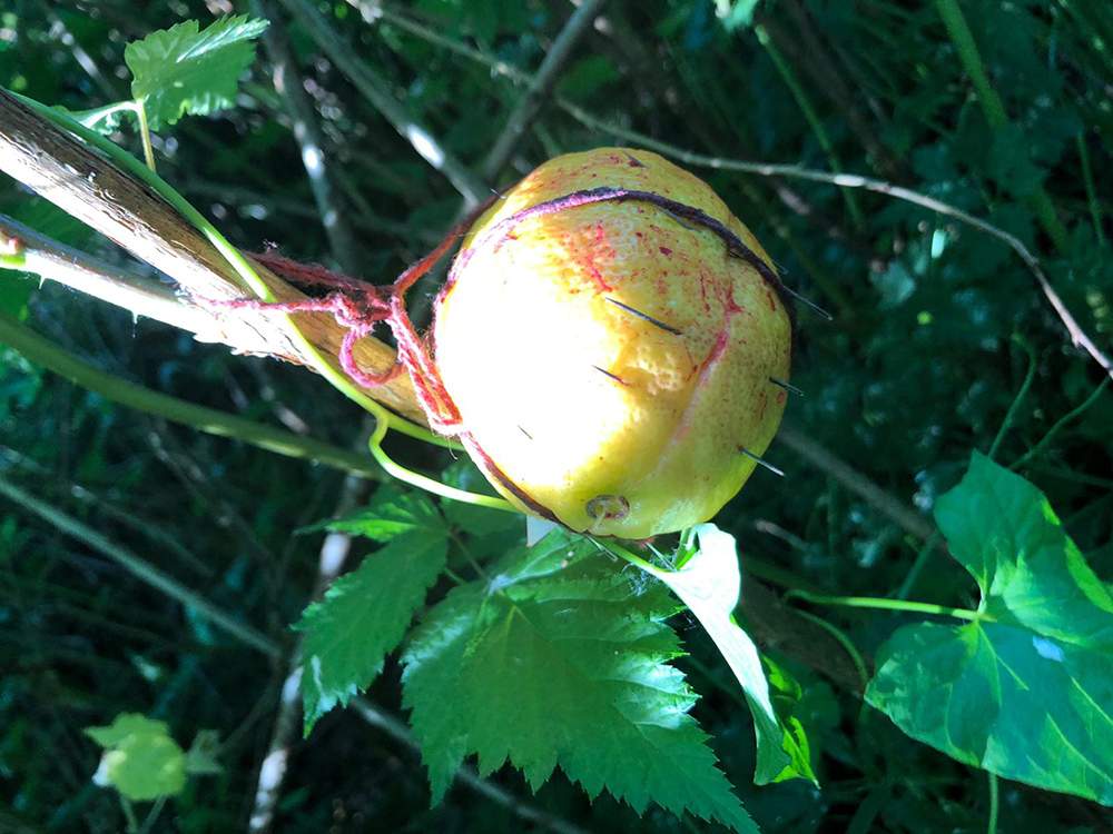 A photo of the first lemon that was found. Courtesy of Coquitlam RCMP.