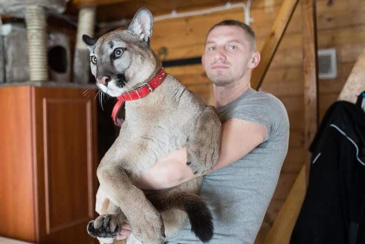 Kamil Stanek is shown with his puma, Nubia.