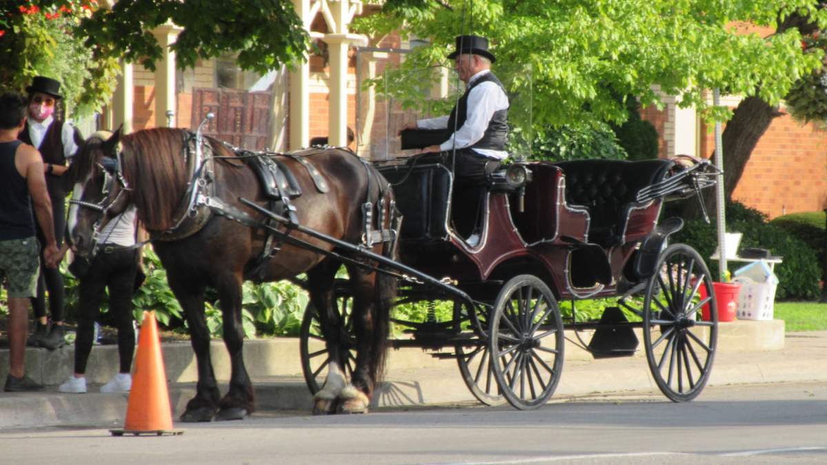 Niagara police have arrested a man in connection with an assult during a protest against the use of horse-drawn carriages in Niagara-On-The-Lake.