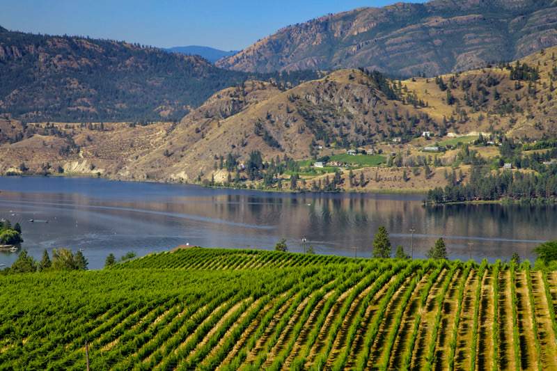  B.C.'s wine industry is evolving. 
