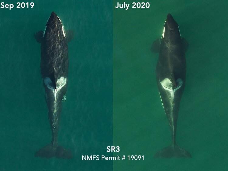 L72 pregnancy: The picture panel above shows her shape change between September 2019, when she was several months into pregnancy, and recently in July 2020 when her increased width at mid-body clearly indicates she is in the late stages of pregnancy. Pregnancy in killer whales typically lasts 17-18 months. Photos by SR3 and NOAA’s Southwest Fisheries Science Center in 2019 and SR3 and SEA in 2020, collected under NMFS research permit 19091.