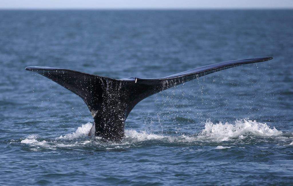In this Wednesday March 28, 2018 photo, a North Atlantic right whale feeds on the surface of Cape Cod bay off the coast of Plymouth, Mass. A study of vessel speeds in the Cabot Strait shows that two-thirds are not complying with a voluntary speed restriction meant to protect critically endangered North Atlantic right whales that migrate through the area.
