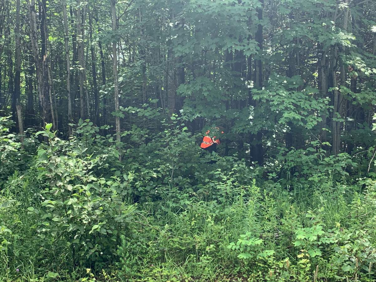 Forested area in St-Apollinaire, Quebec where the search for suspect Martin Carpentier continues.