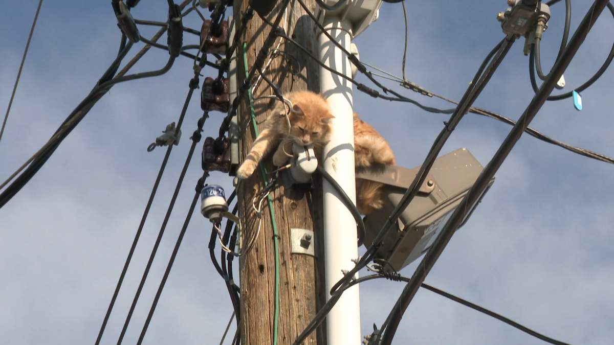 A cat caught at the top of a pole in northeast Calgary on Friday, July 3, 2020.