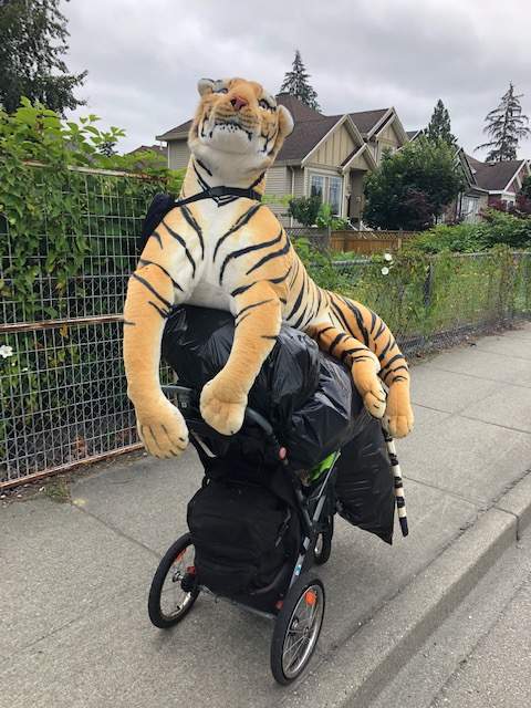 The stuffed tiger, out for a stroll Thursday morning. Credit: Global News